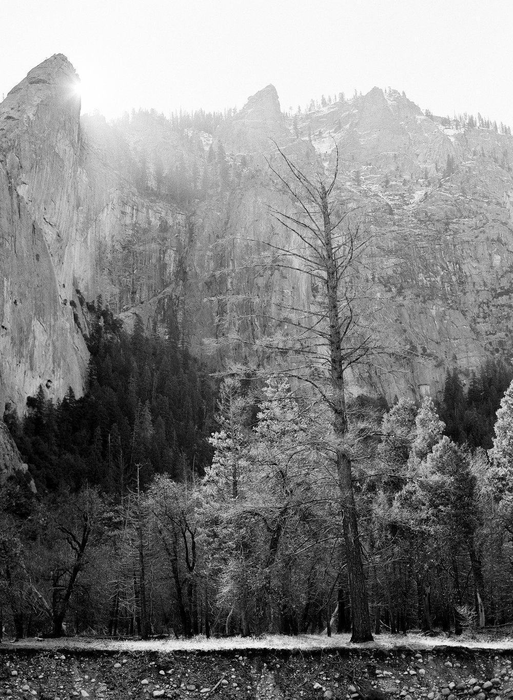 Leaning Tower and Tree, Yosemite Valley