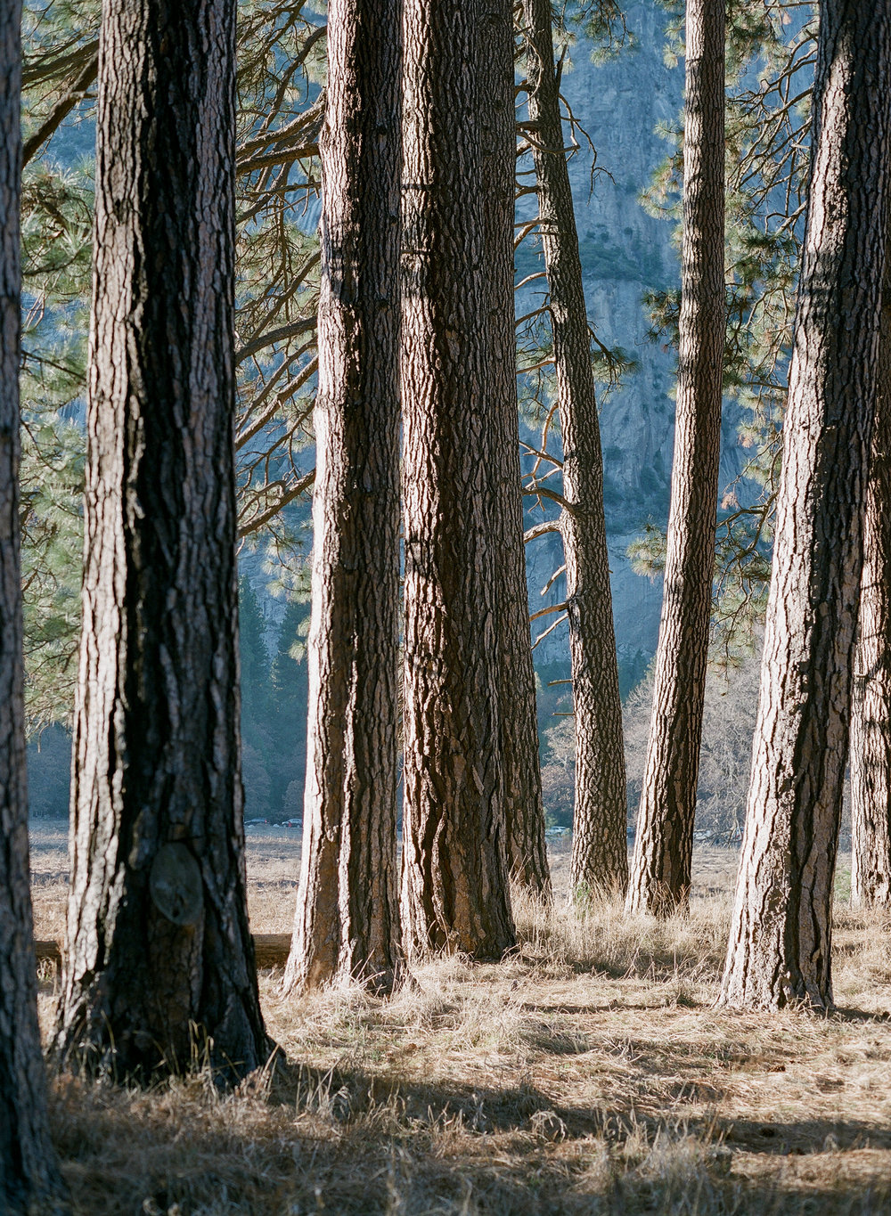 Trees At Cook's Meadow, Yosemite Valley