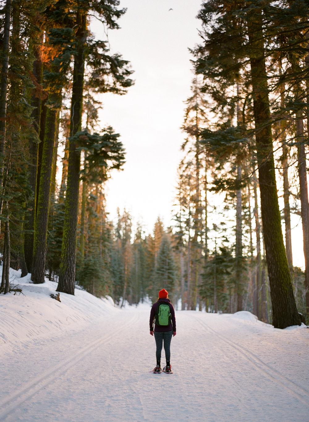 Glacier Point Road Portrait