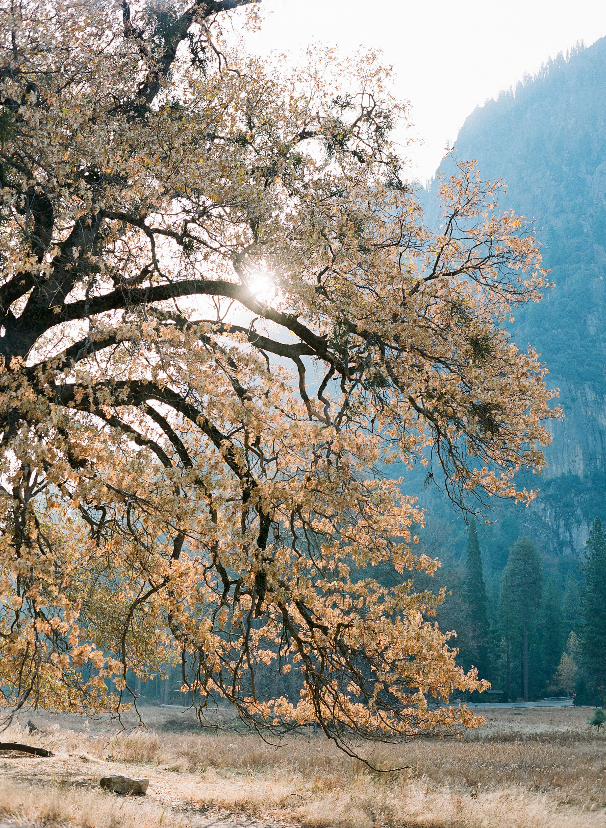 Brandon Sampson-2018-11-Yosemite-15.jpg