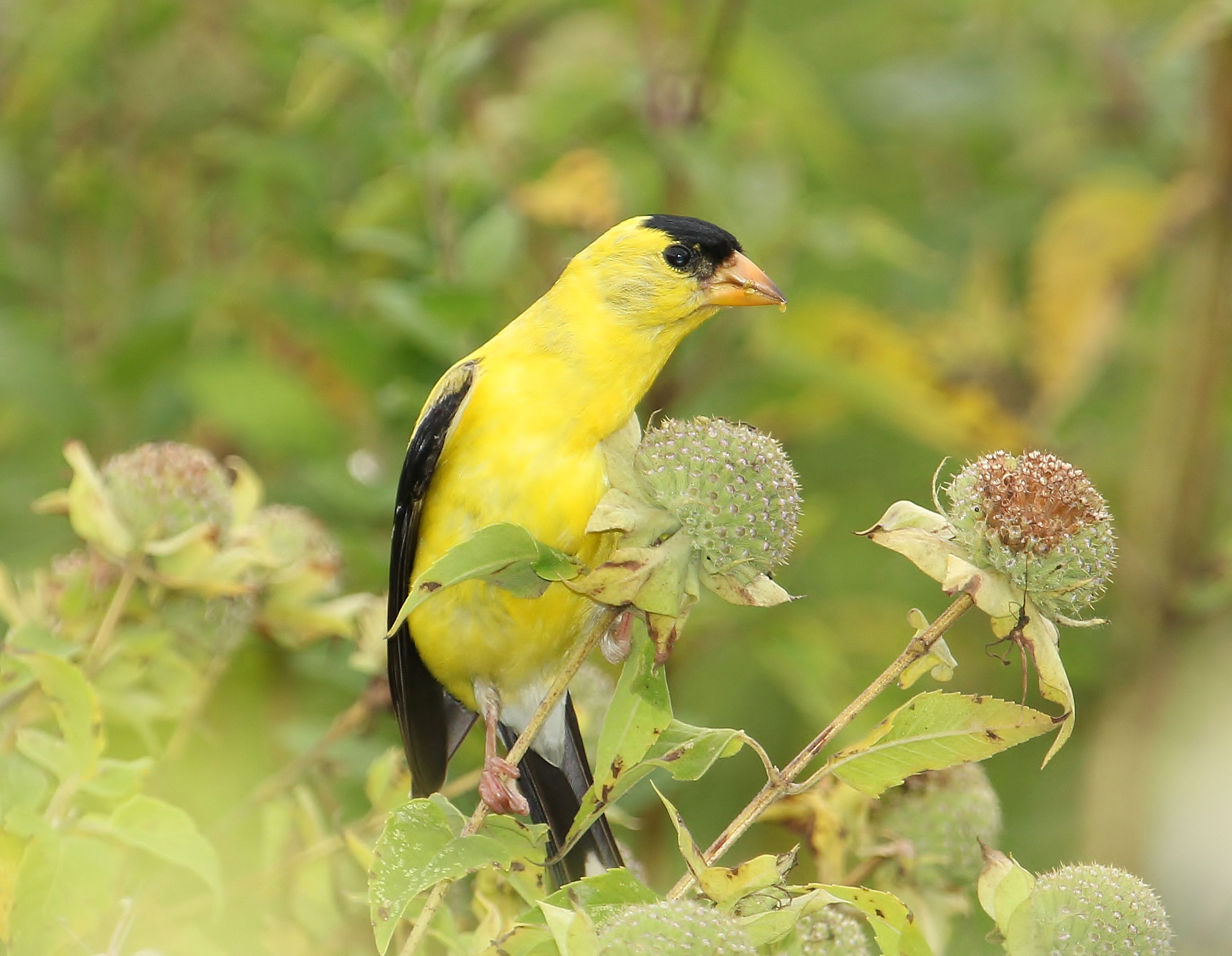 American Goldfinch.jpg