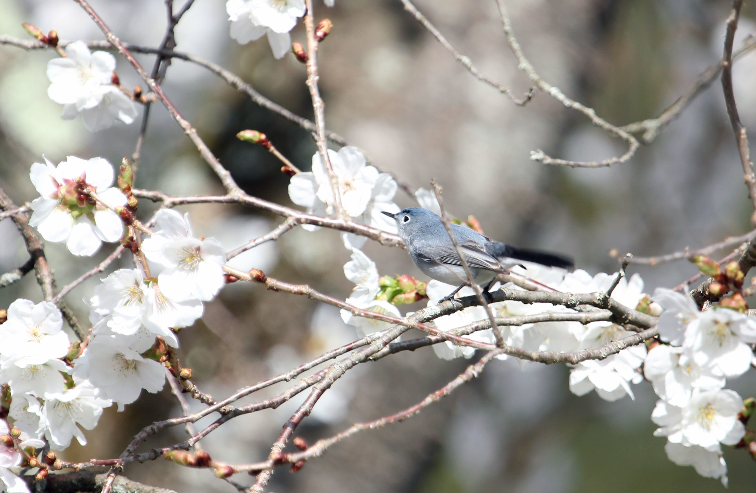 blue gray gnatcatcher.JPG