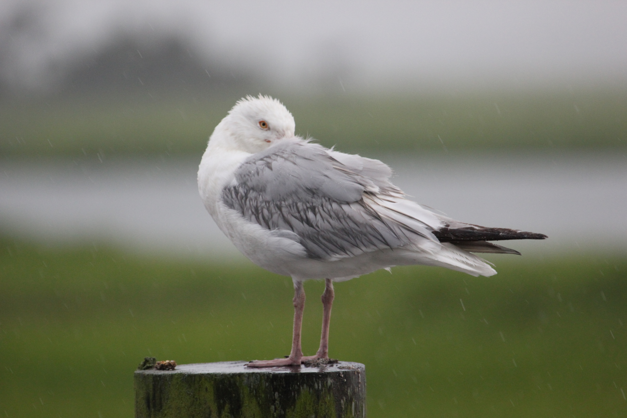 Herring Gull 2.JPG