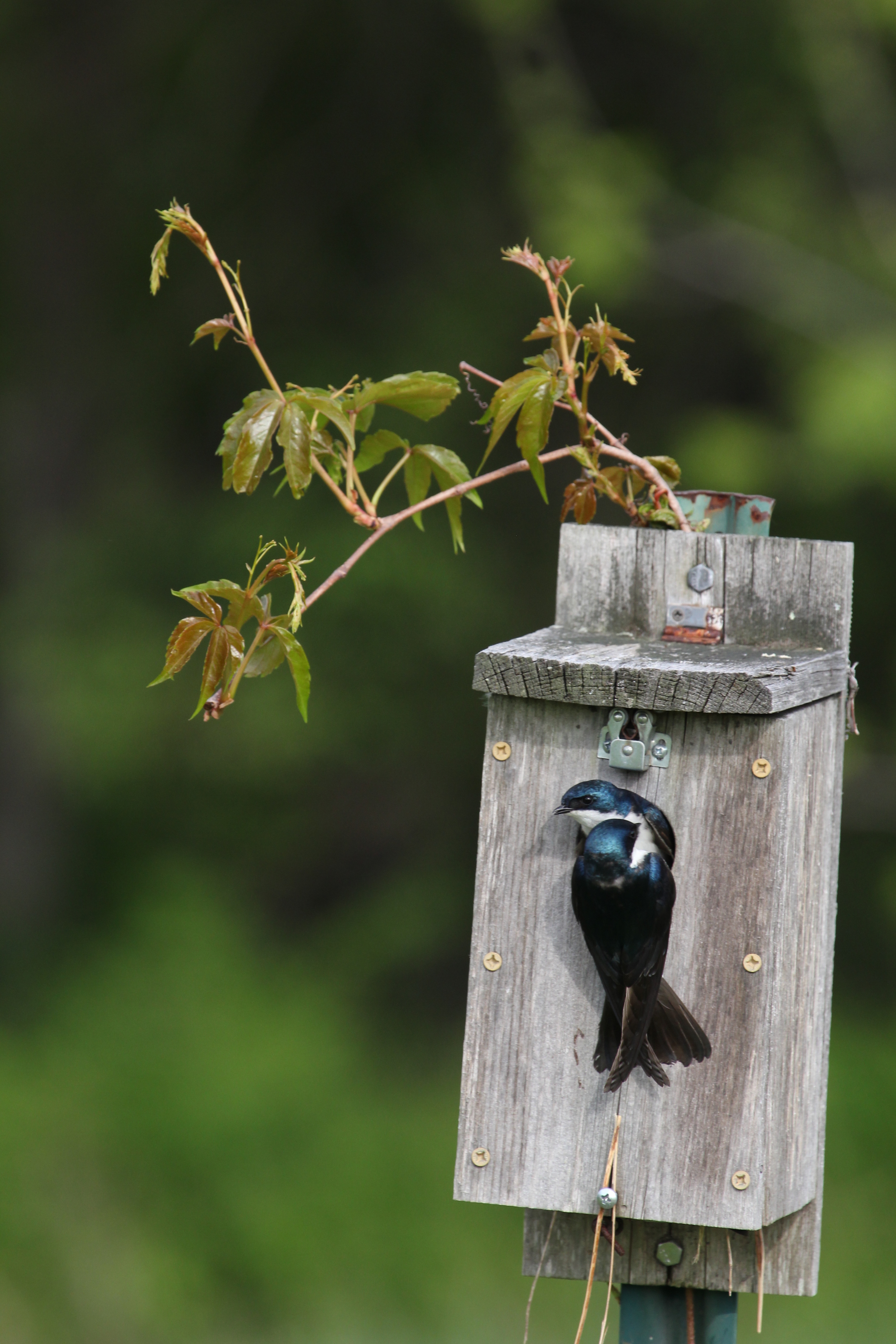 tree swallow 3.JPG