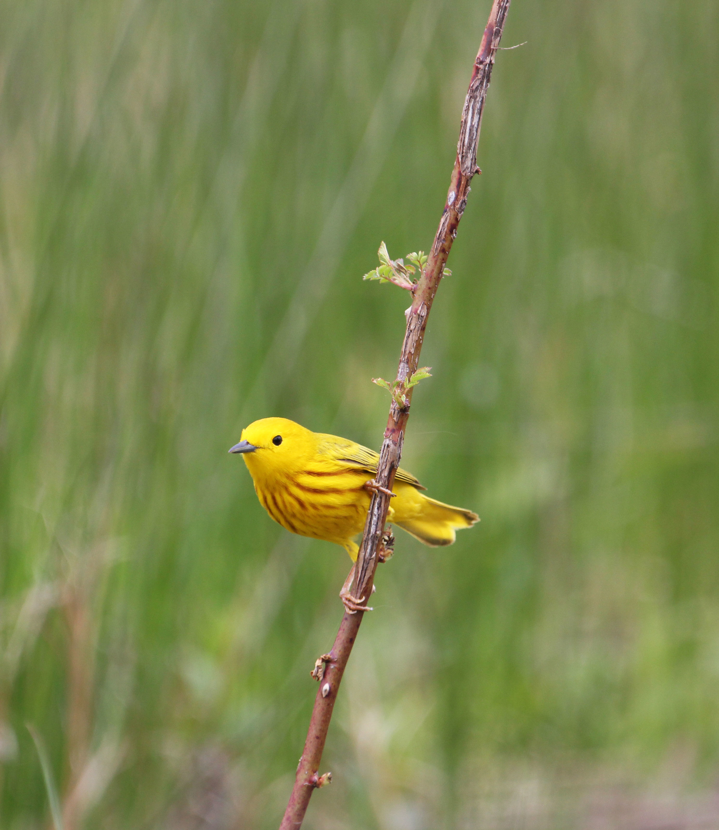 yellow warbler 8.jpg