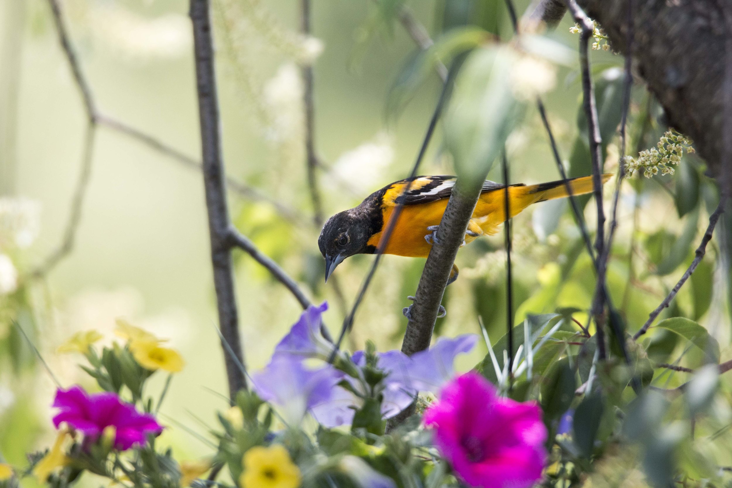 oriole planter.jpg