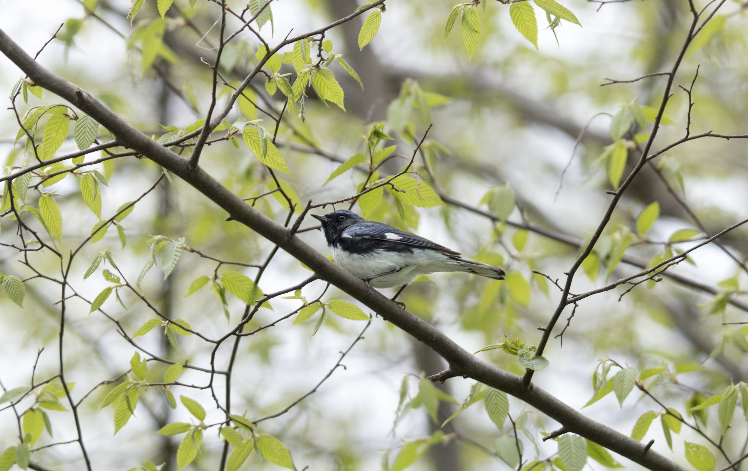 black throated blue warb 1.jpg