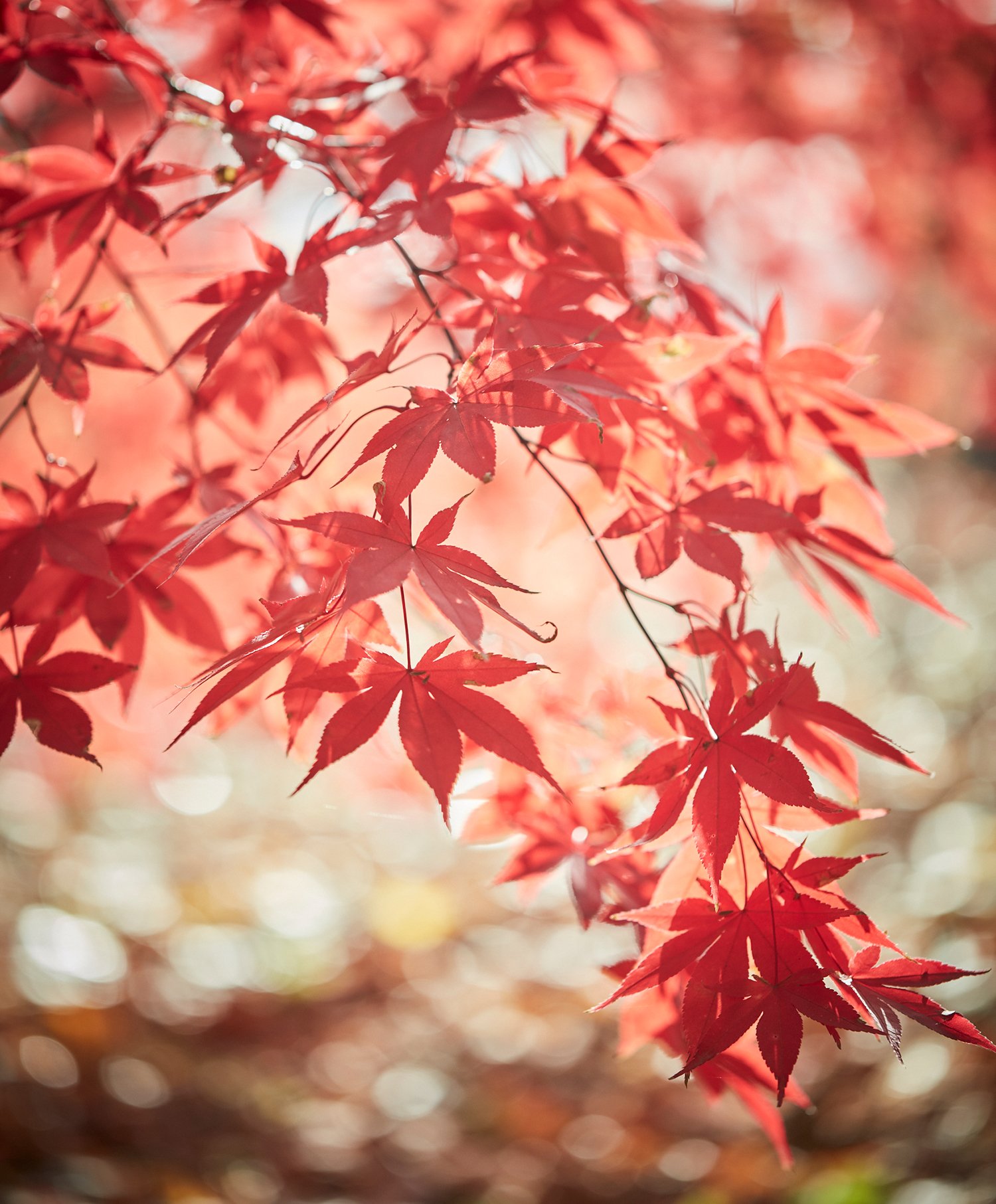 Japanese Maples photographed by Ngoc Minh Ngo