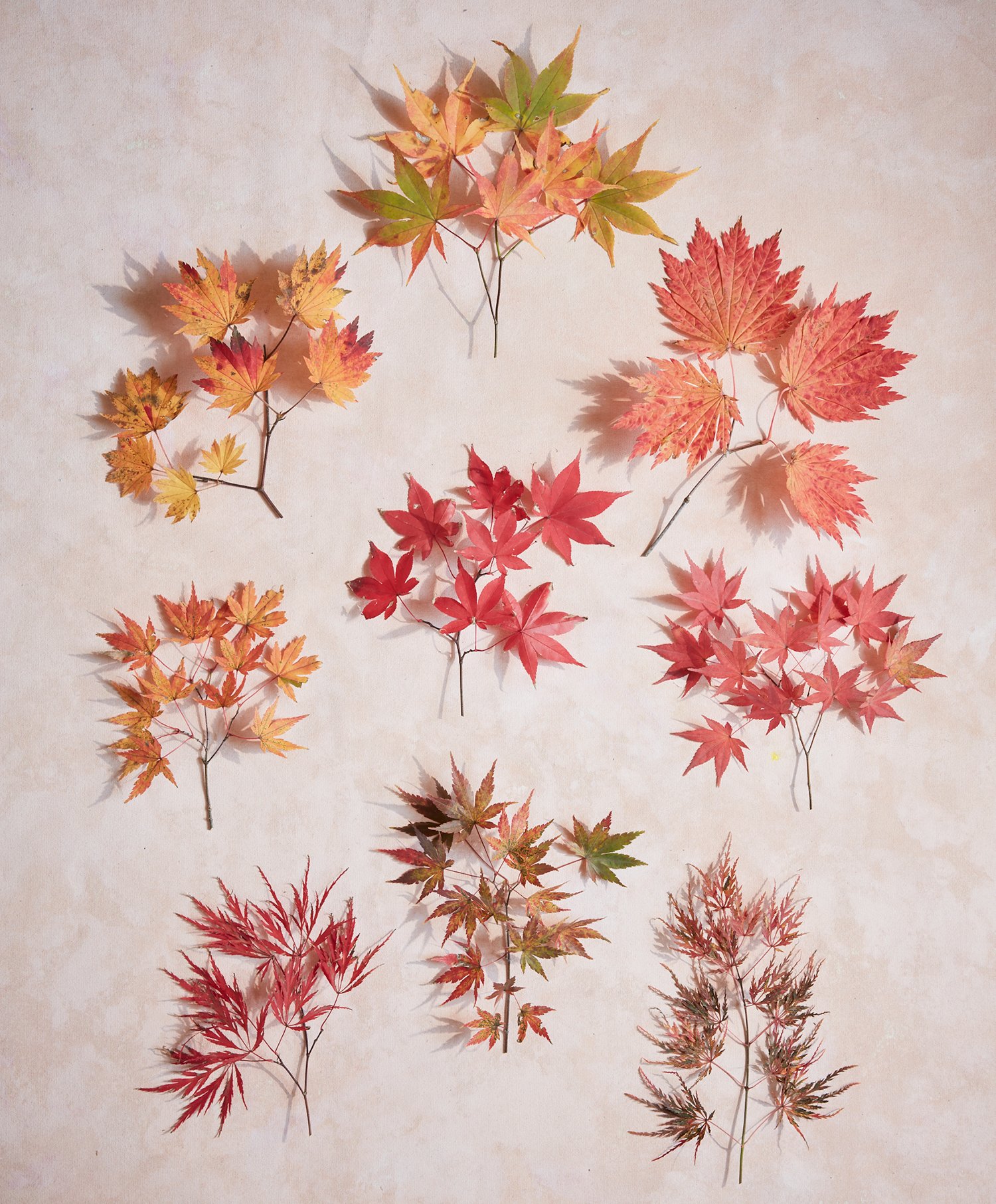 Japanese Maples photographed by Ngoc Minh Ngo