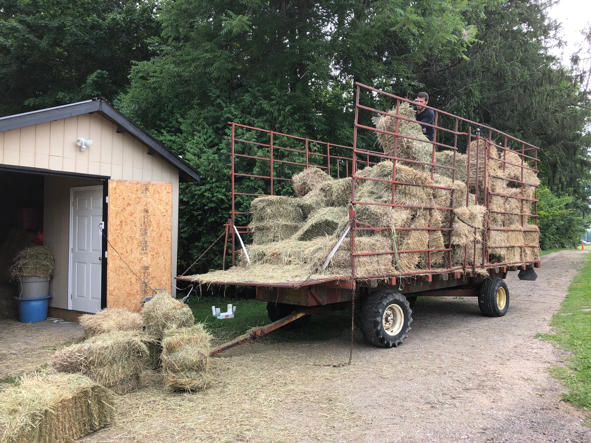 Nick helping with hay.jpg