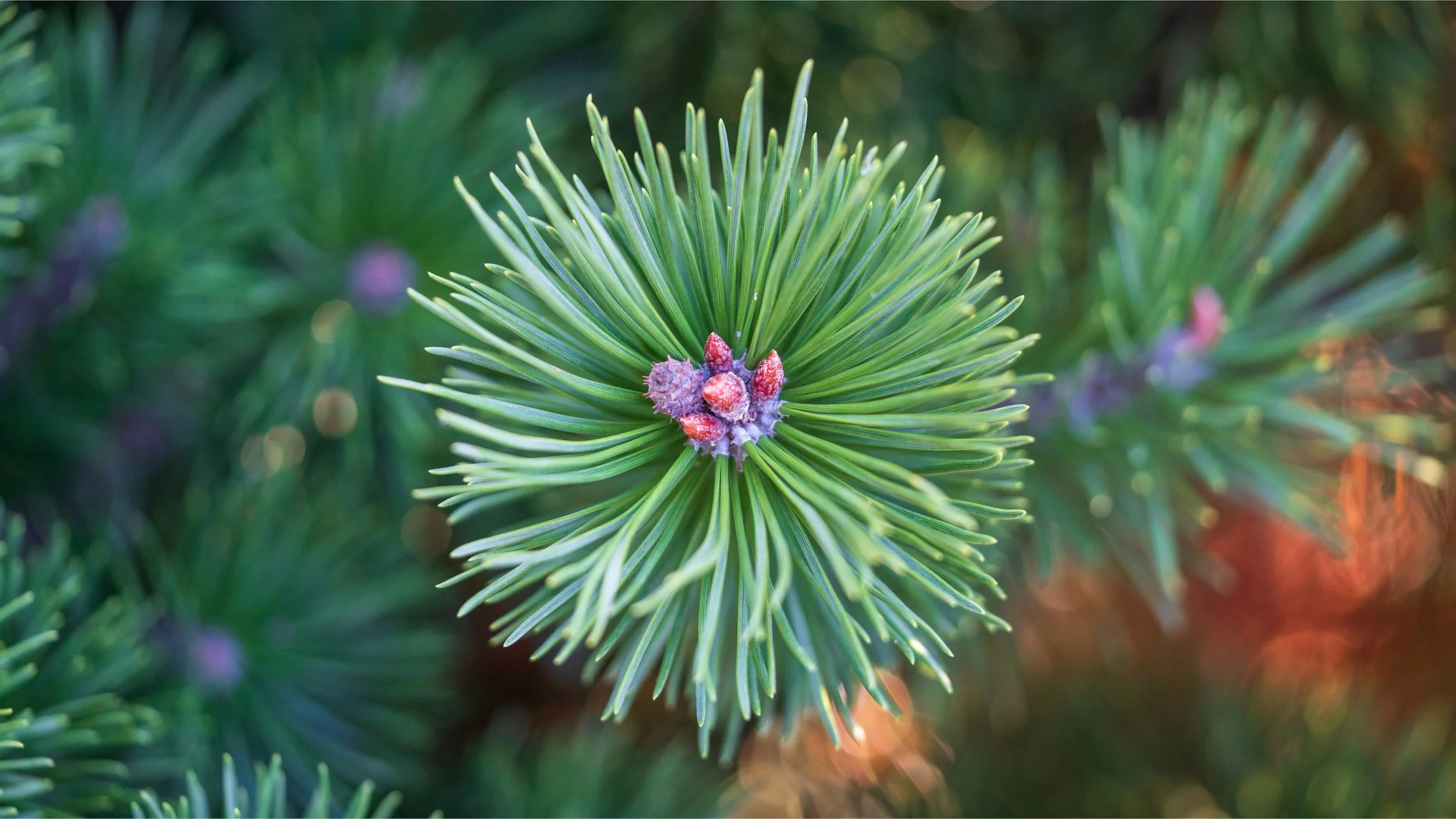 Wabi Sabi Holistic Consulting