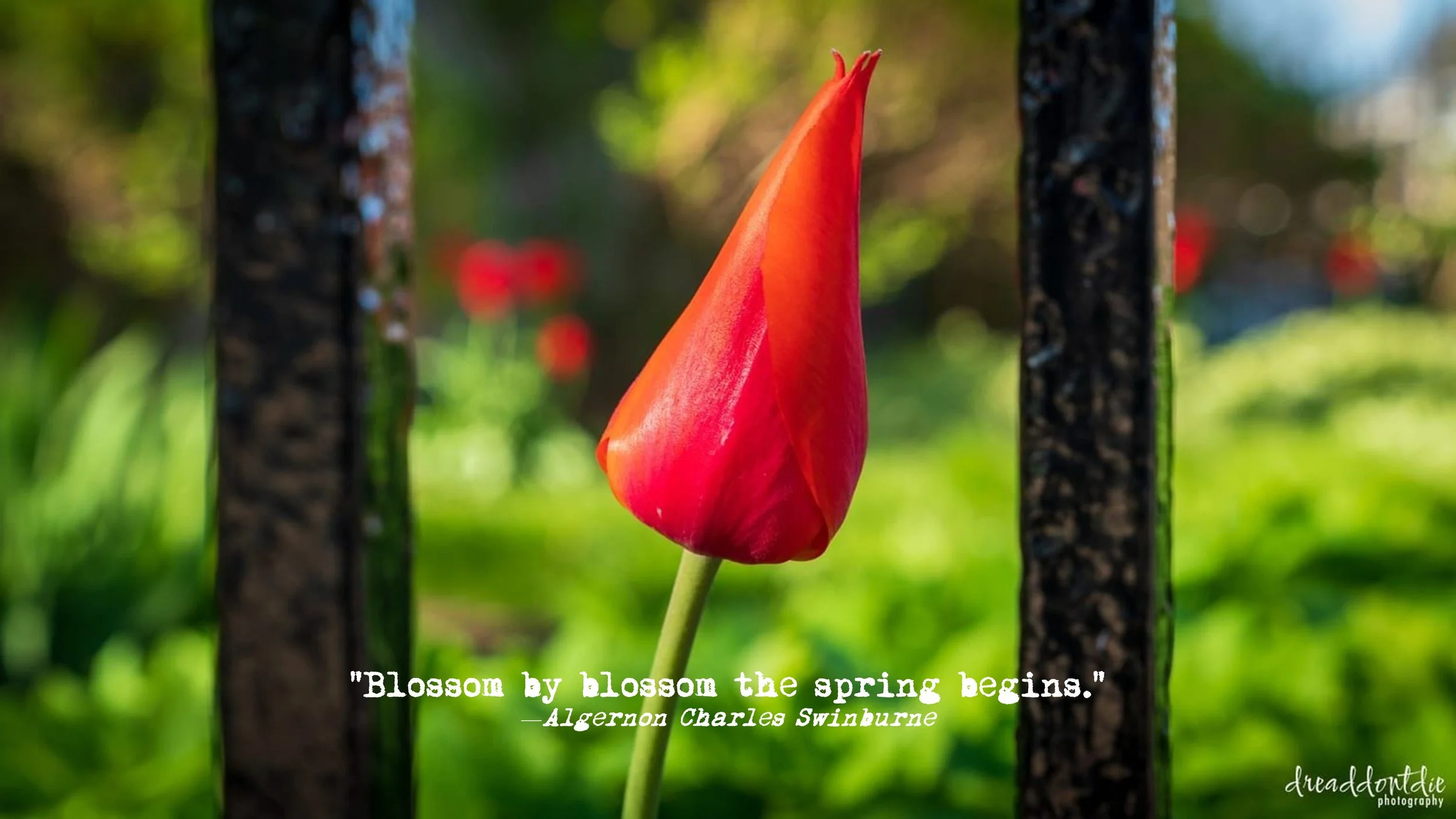  “Blossom by blossom, the spring begins,”   —Algernon Charles Swinburne  