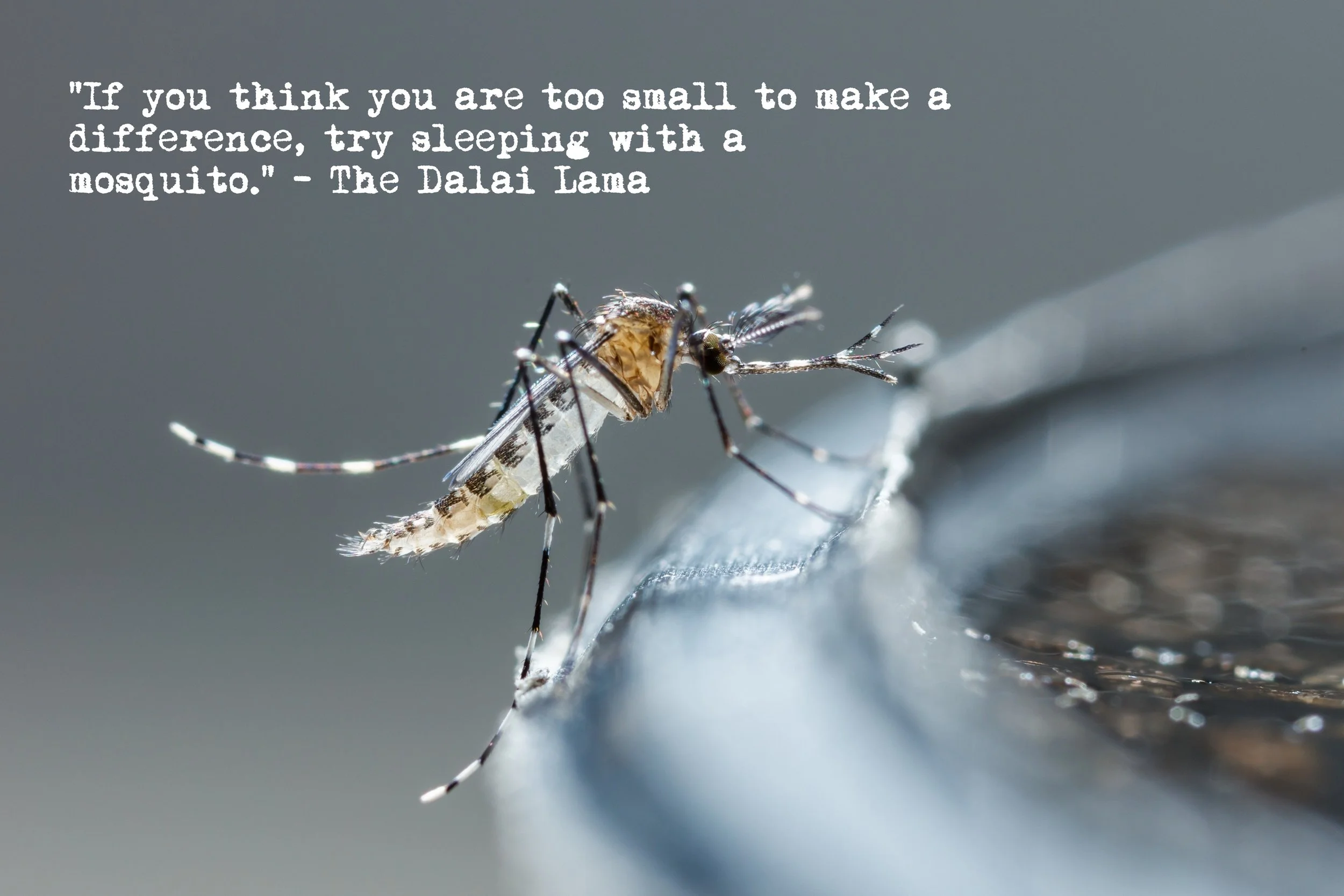  “If you think you are too small to make a difference, try sleeping with a mosquito.”  ~ The Dalai Lama 