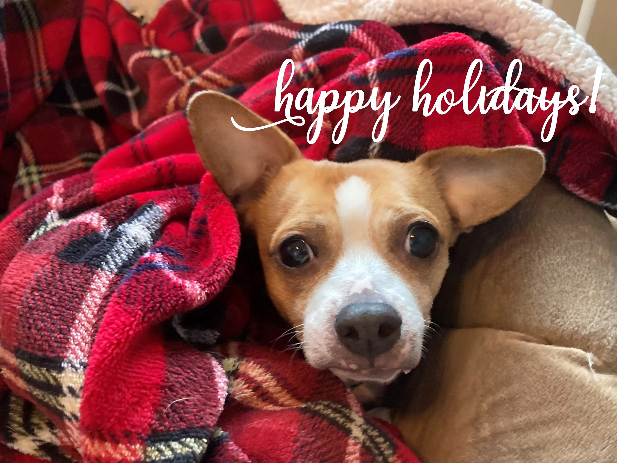 Happy Holidays with Prince '25 v2.jpg
