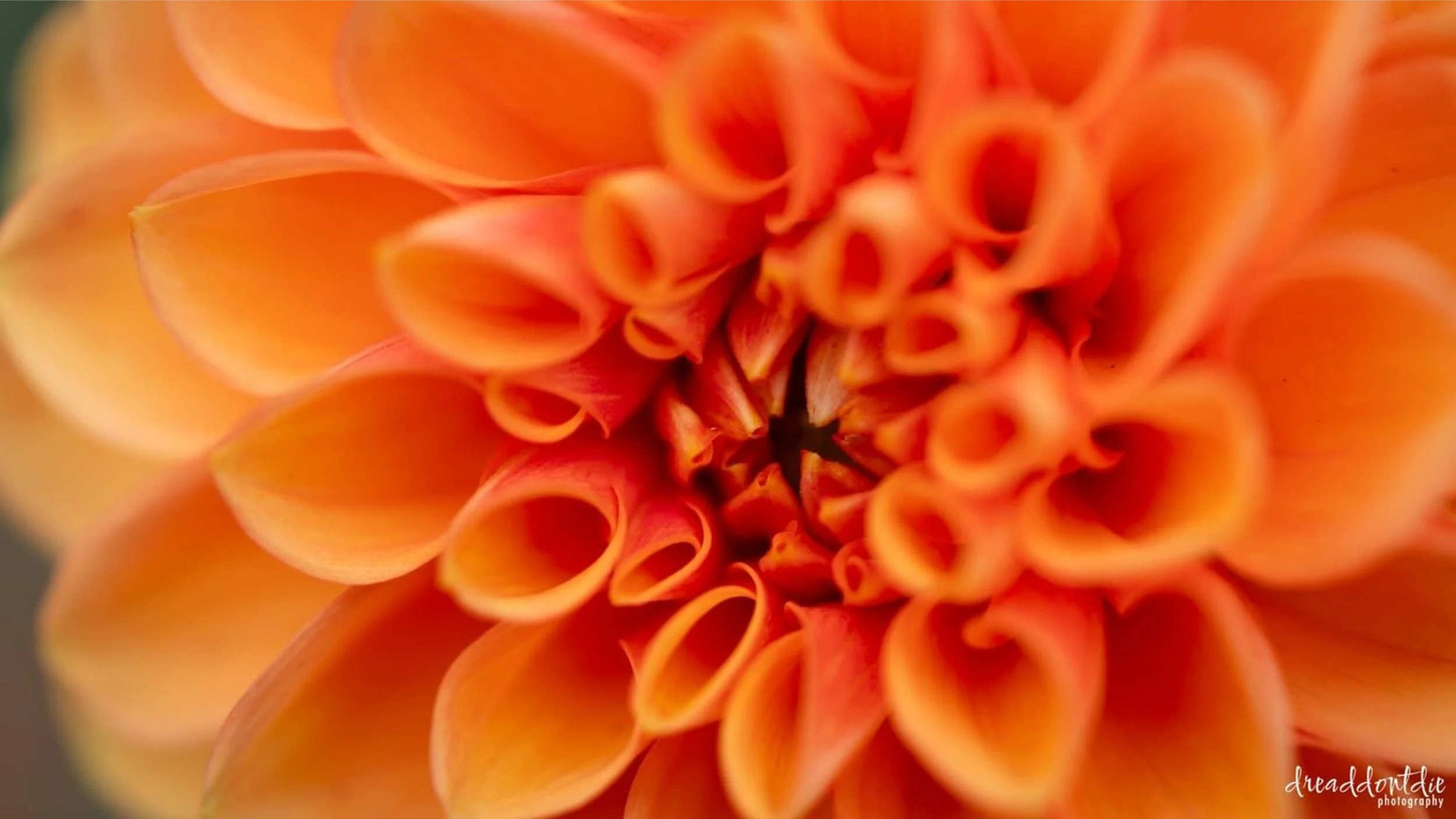 Sacred Dahlia.jpg