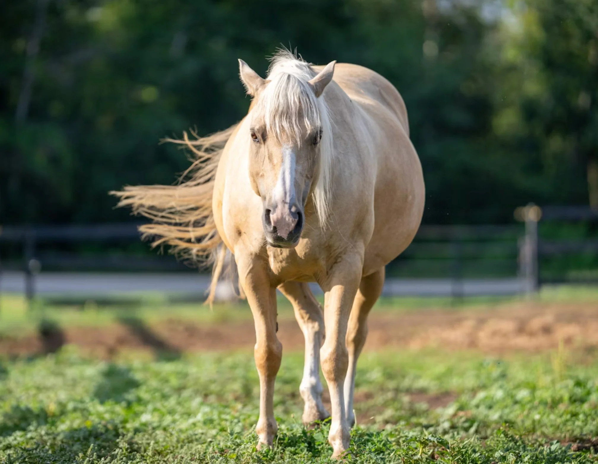 Horse from Montague.jpg