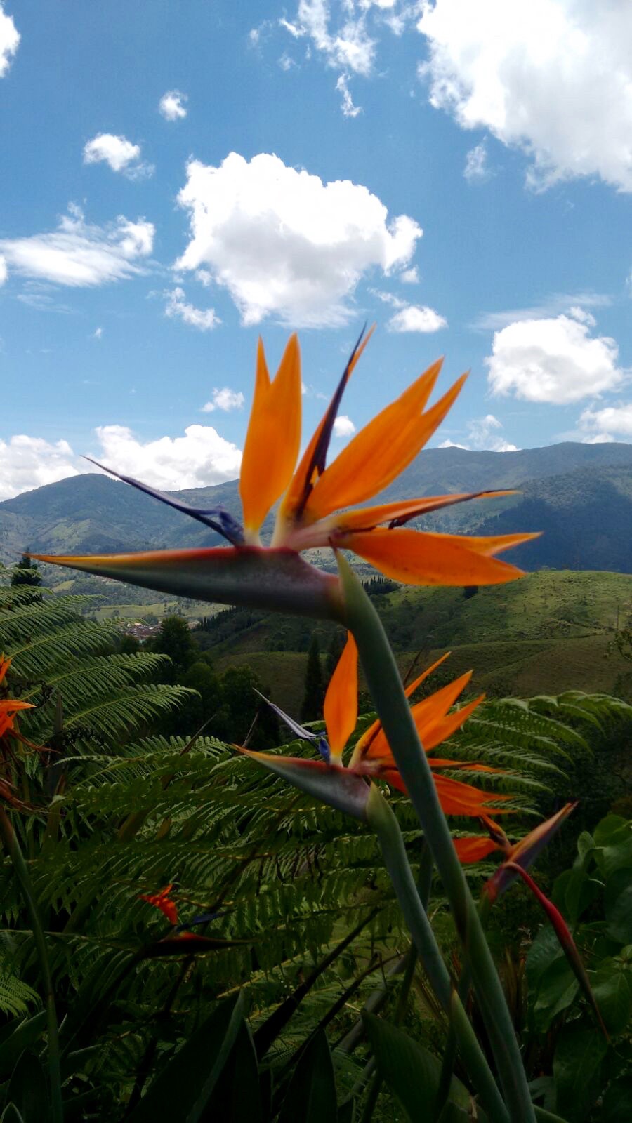 Flowers on the coffee farm.