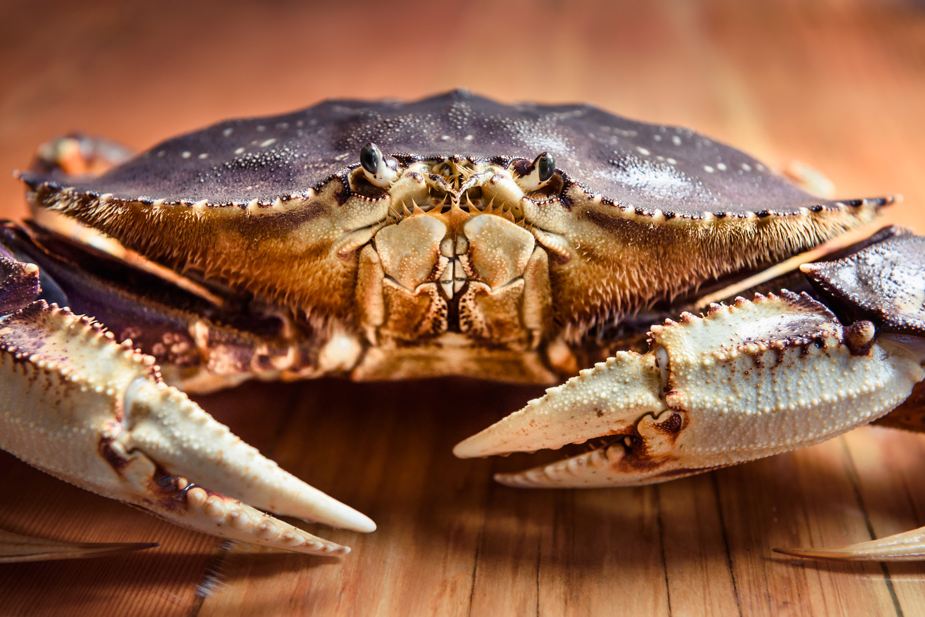Dungeness-Crab.jpg