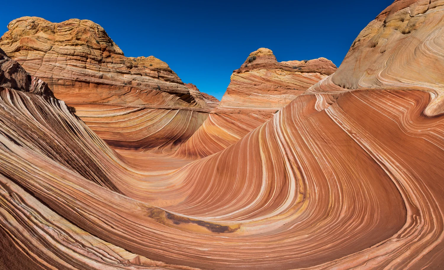 The Wave