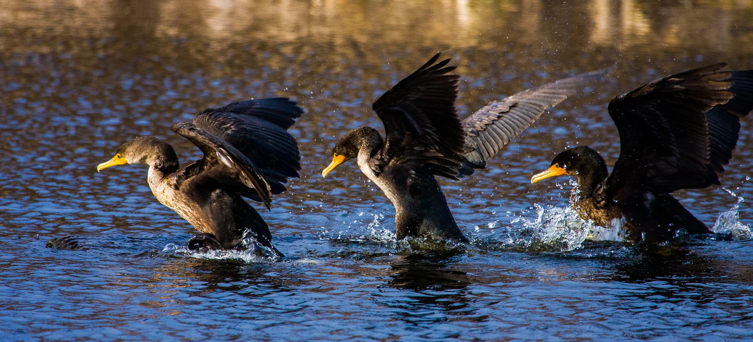 Double-crested cormorant (Phalacrocorax auritus) British Columbia, Canada