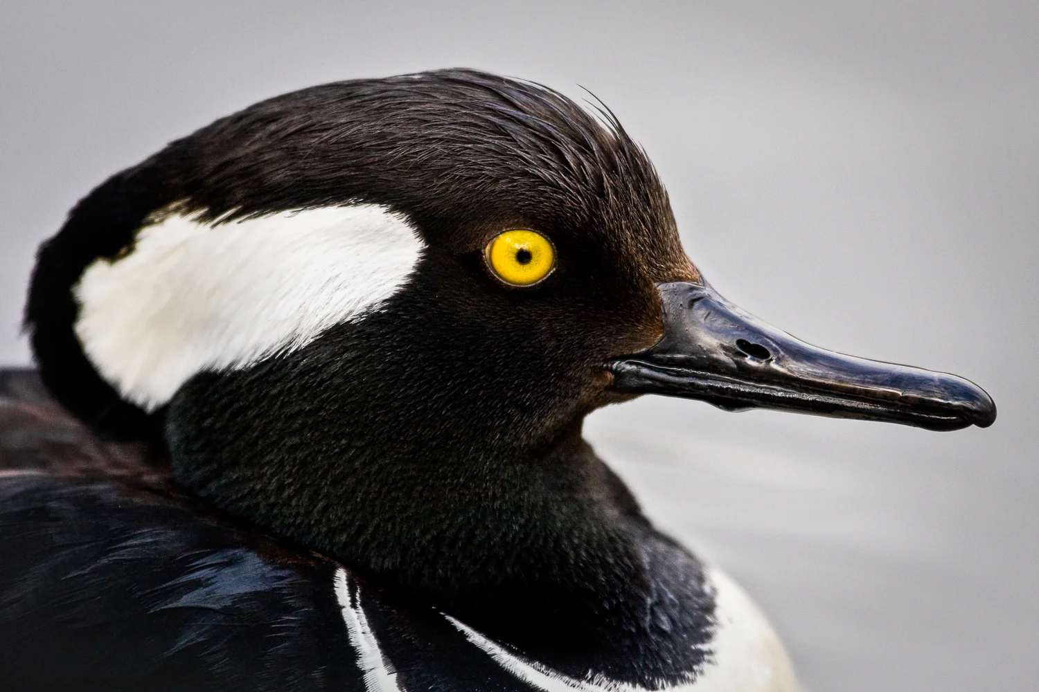 Hooded merganser (Lophodytes cucullatus) British Columbia, Canada