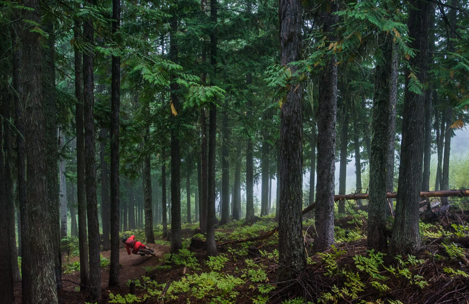 Forest Laps