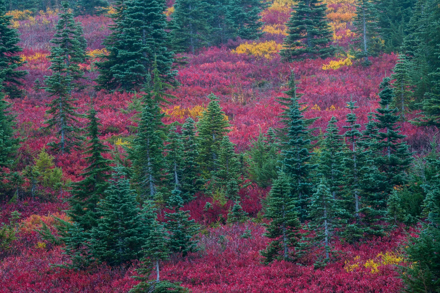 Fall Explosion