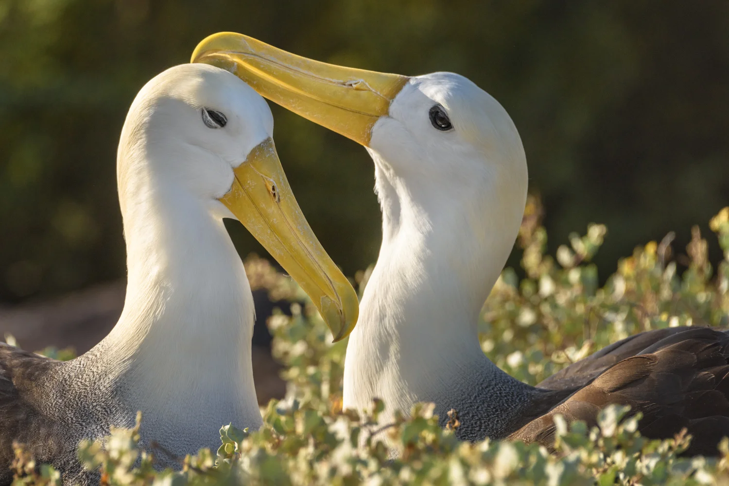 Waved Albatross Courting