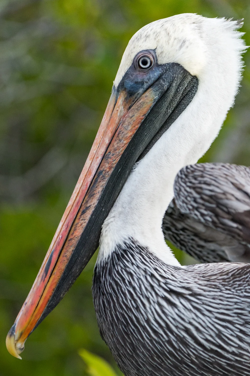 Brown Pelican Portrait