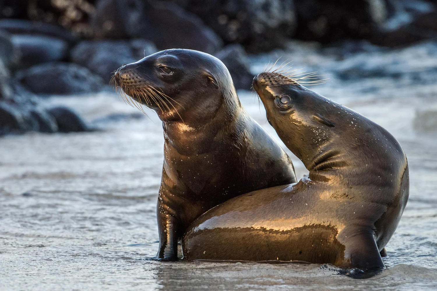 Galápagos Sea Lion Pups