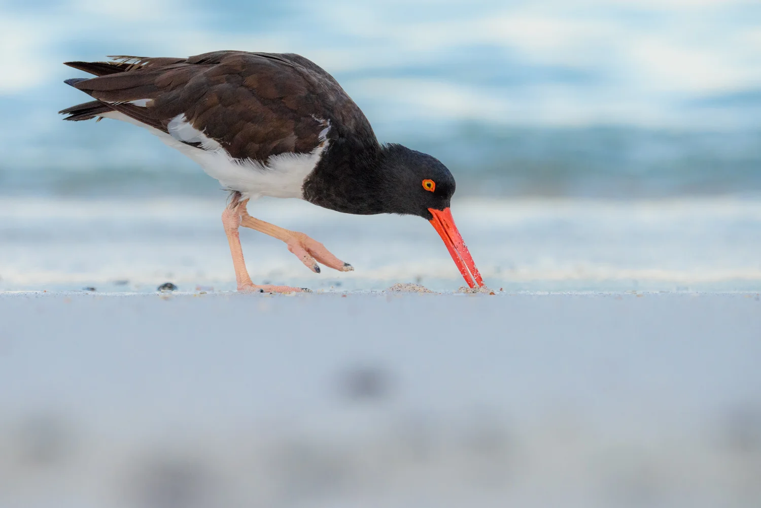 Galápagos Oystercatcher