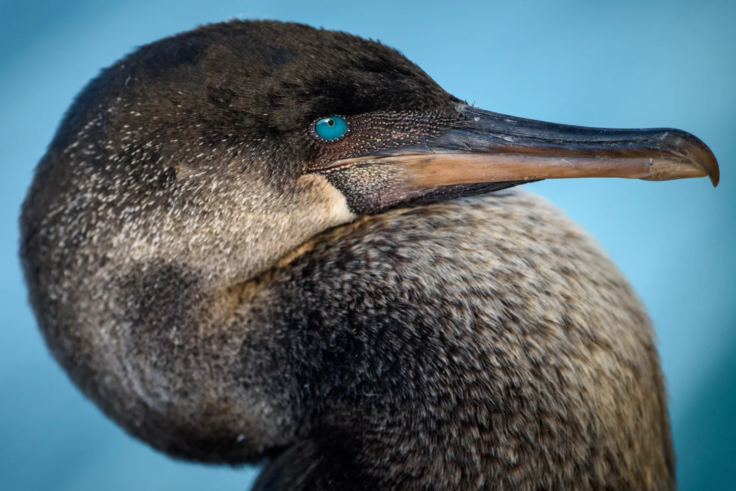Galápagos Flightless Cormorant