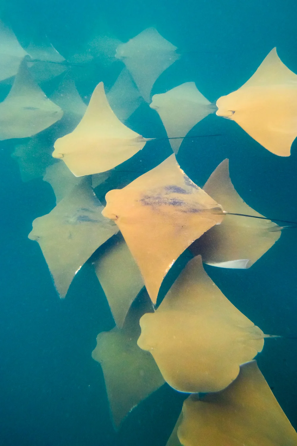 Golden Cownose Rays