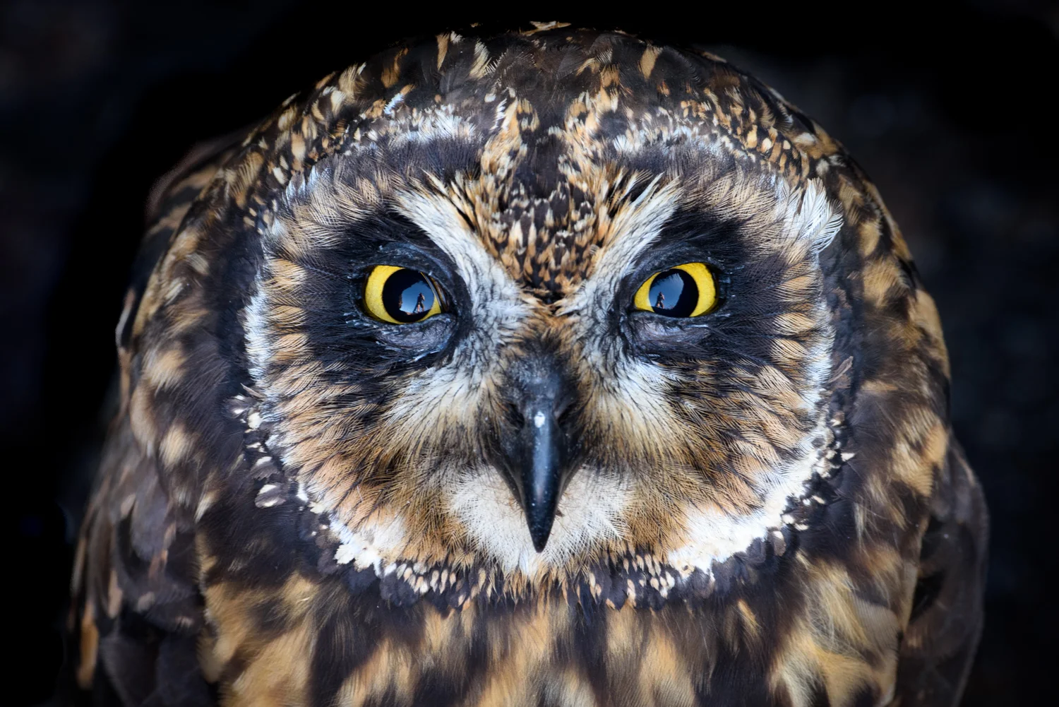 Galápagos Short-Eared Owl