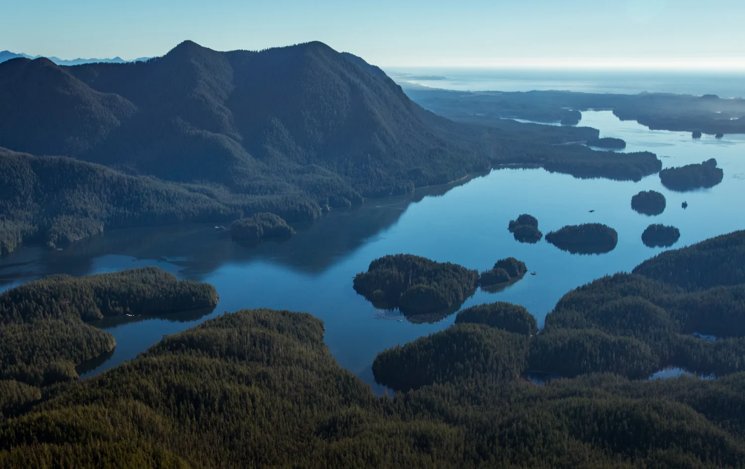Lonecone View
