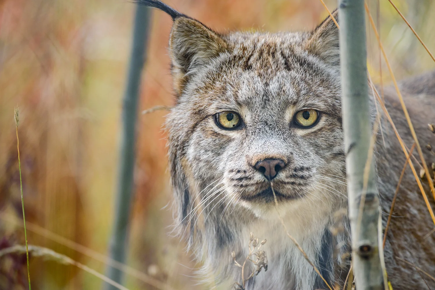 Canada Lynx (Lynx canadensis) Yukon, Canada