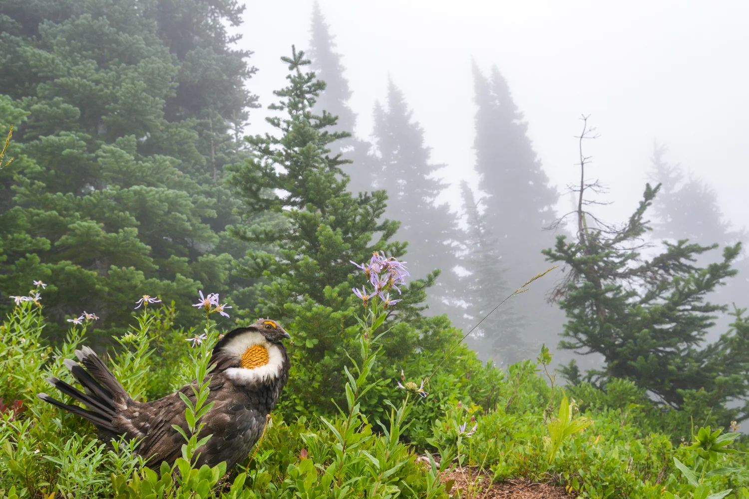 Sooty grouse (Dendragapus fuliginosus) Washington, United States