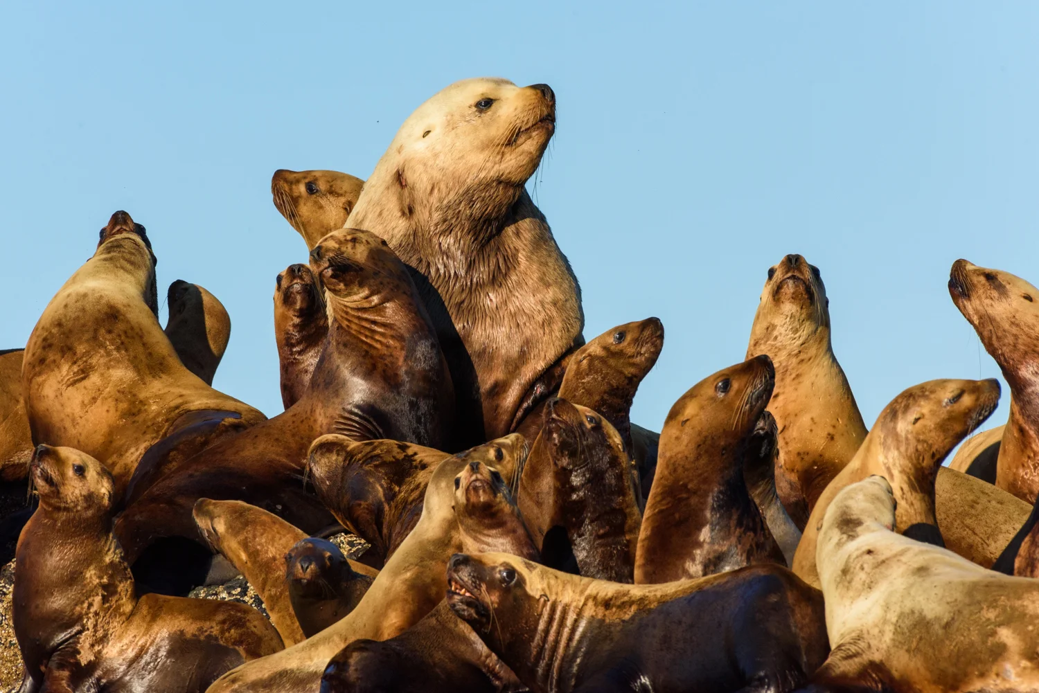 Stellar Sea Lion (Eumetopias jubatus) Vancouver Island, Canada