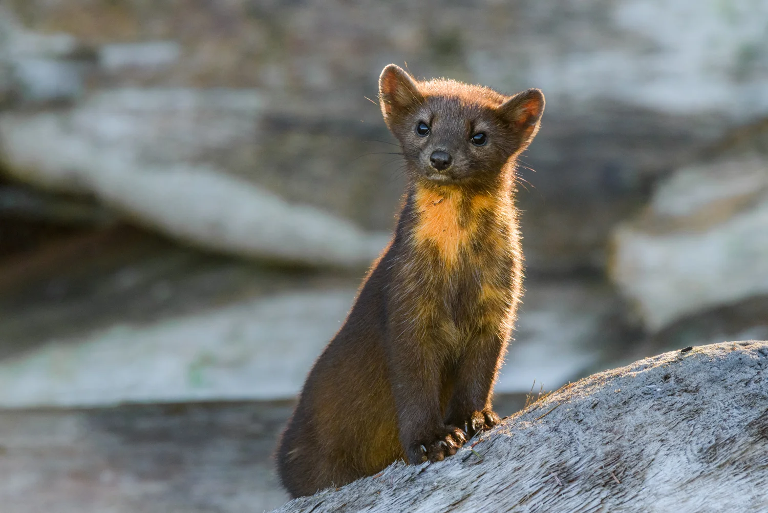 American pine marten (Martes americana) Vancouver Island, Canada