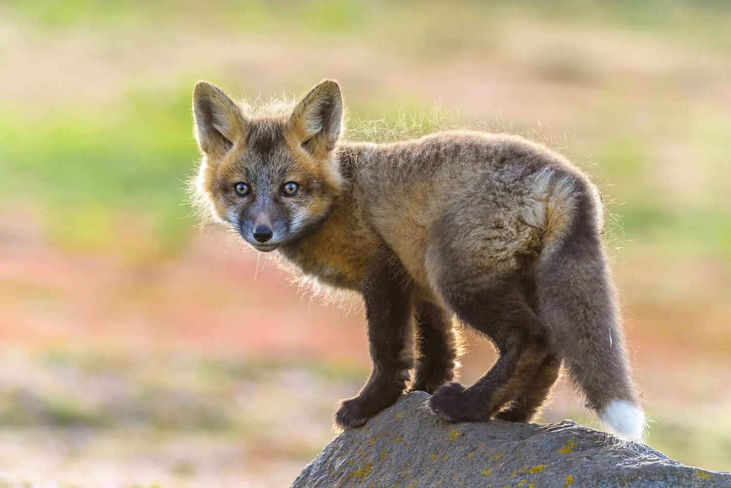 Red fox (Vulpes vulpes) Washington, United States