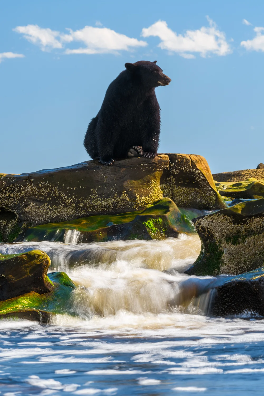 Black bear (Ursus americanus) Vancouver Island, Canada