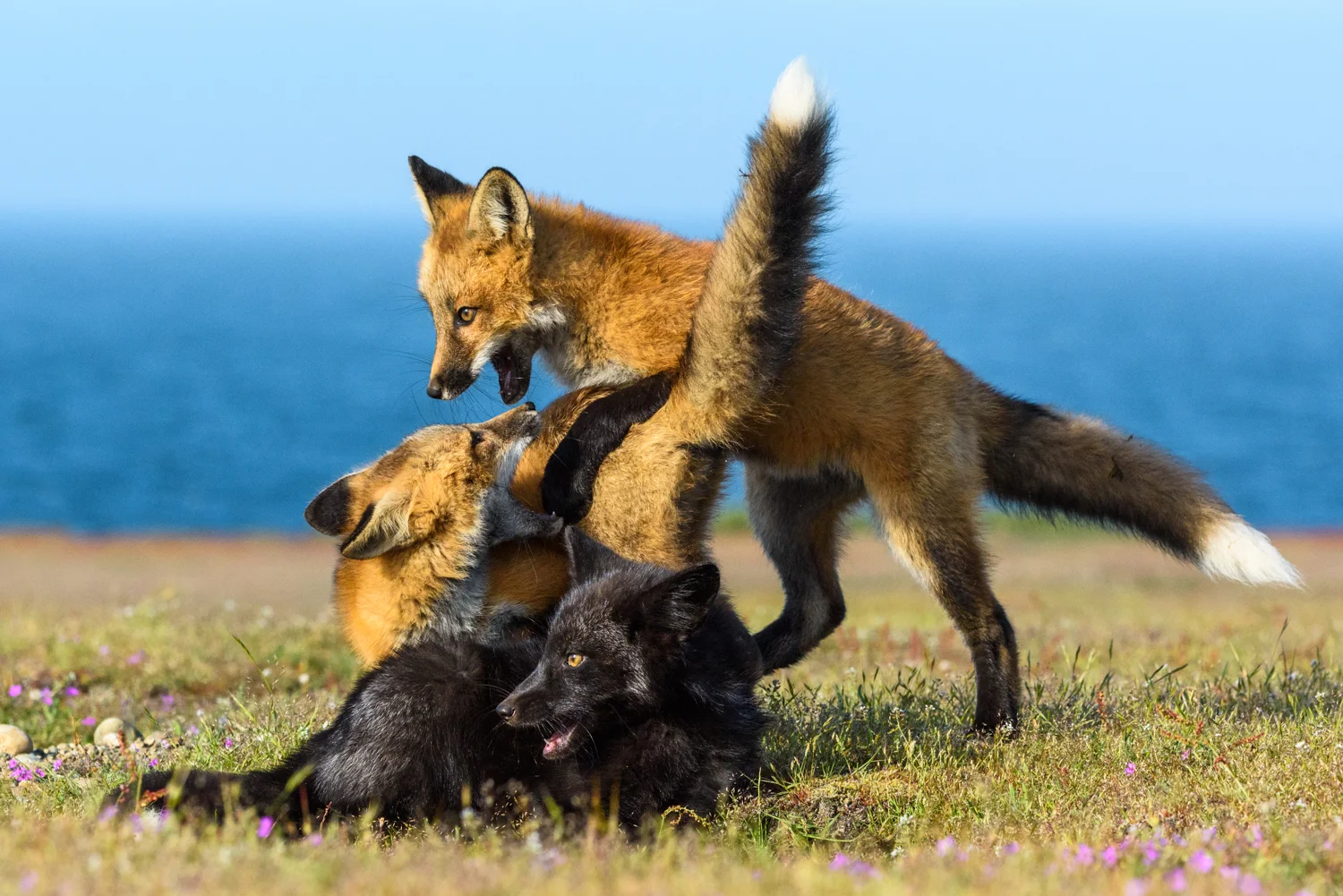 Red fox (Vulpes vulpes) Washington, United States