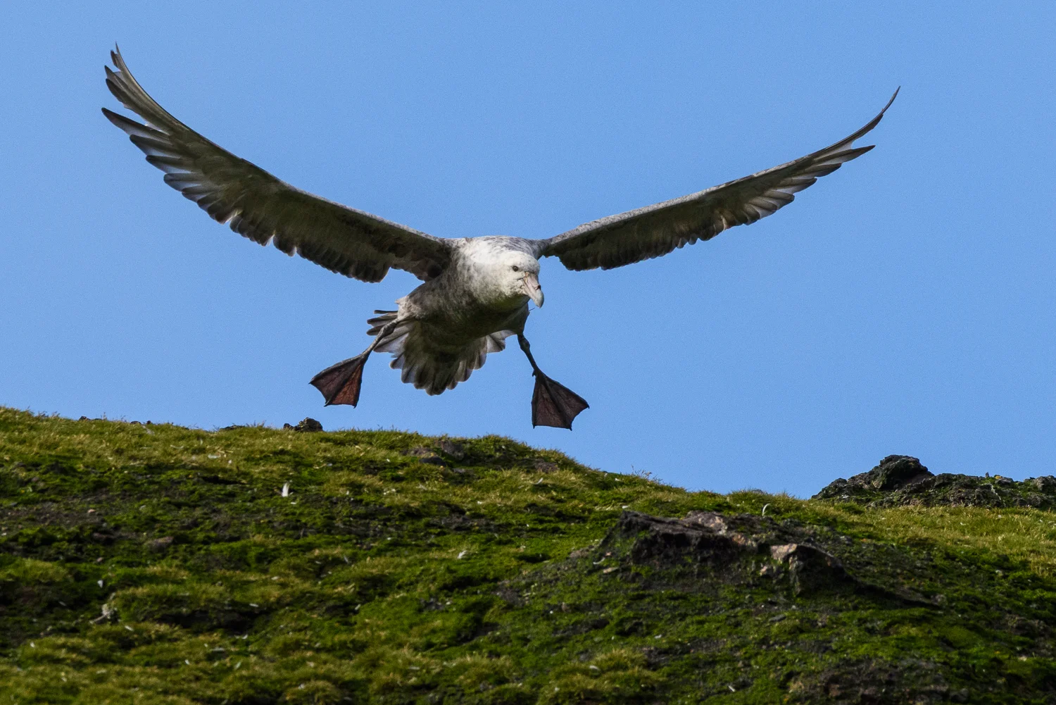 Giant Petrel Takeoff
