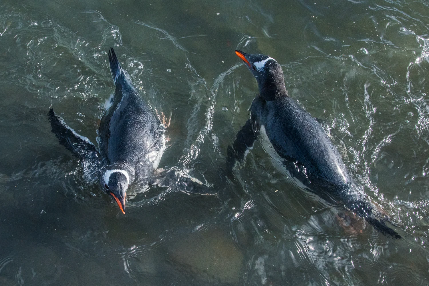 Gentoos Swimming