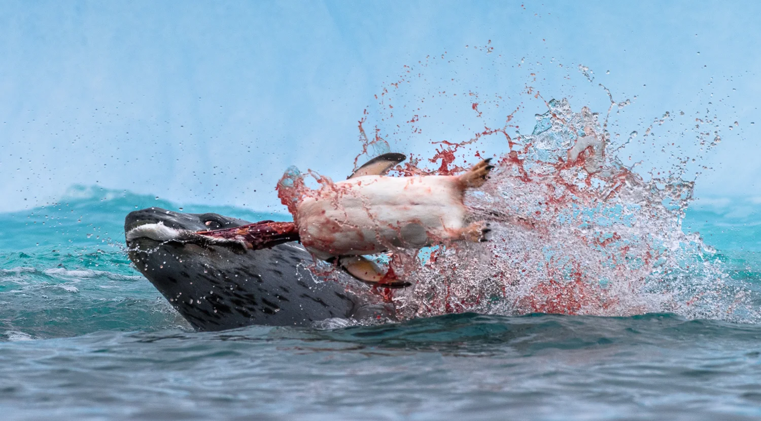 Leopard seal carnage