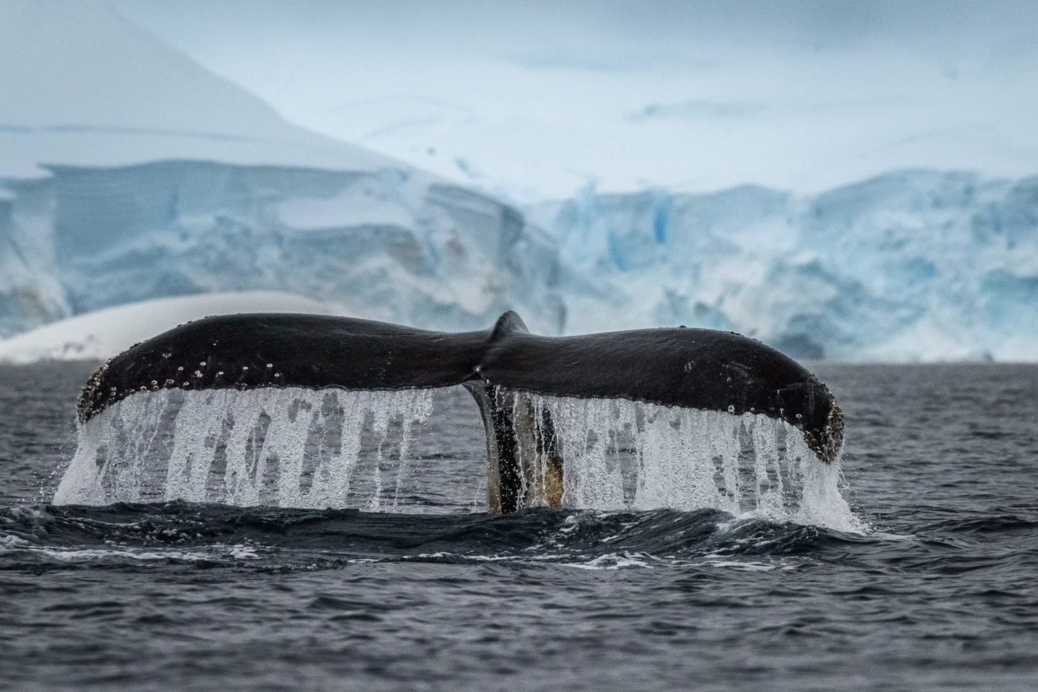 Humpback & Ice