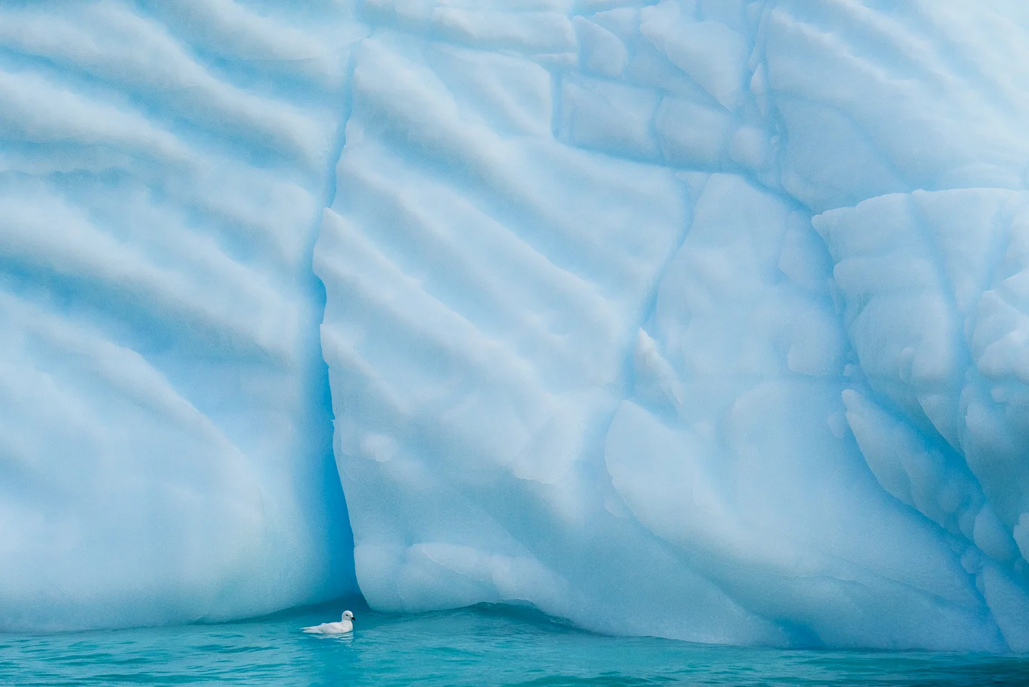 Snow Petrel & Ice