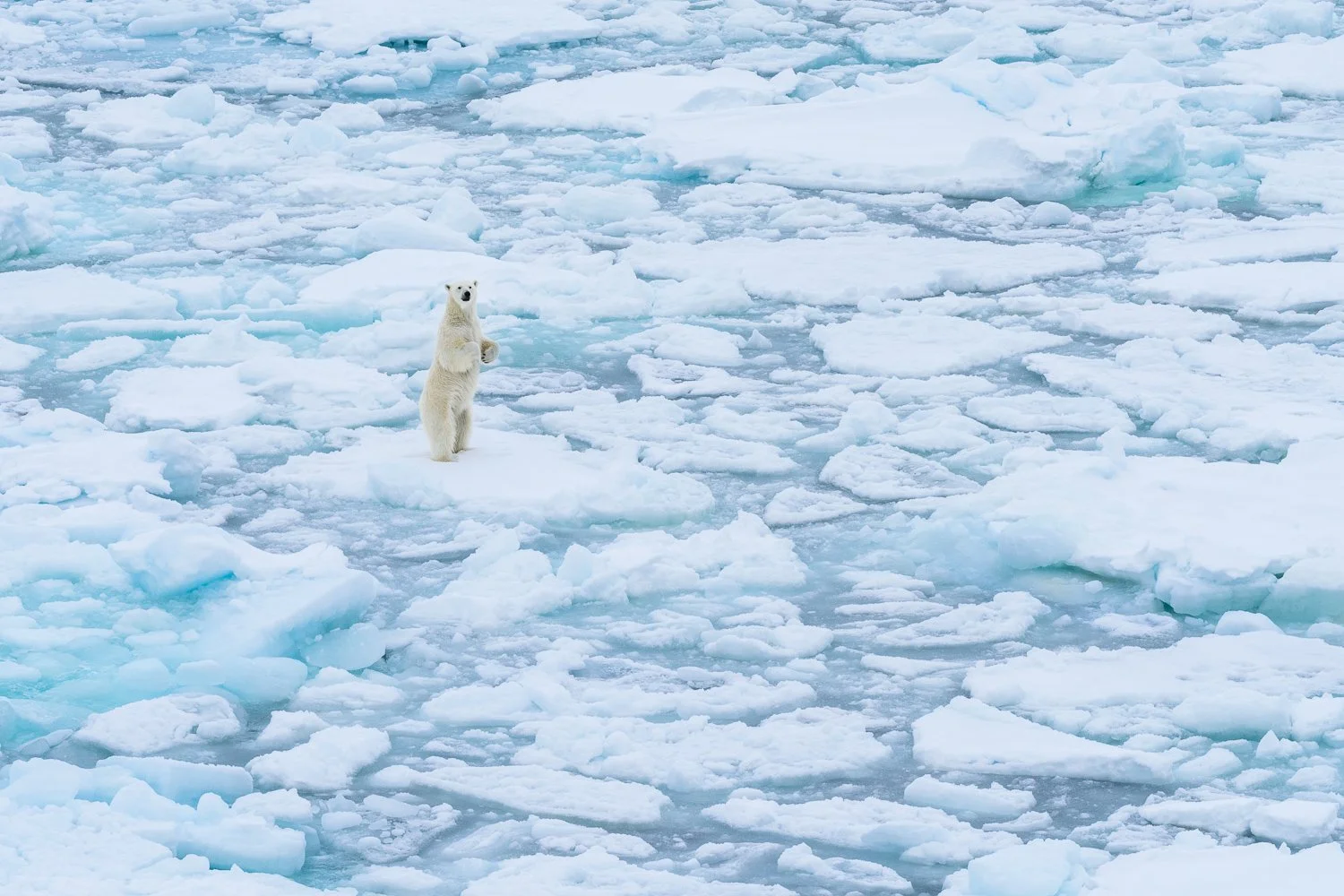 Norway, Svalbard, sea ice edge, 82 degrees North, curious polar bear takes a stand.