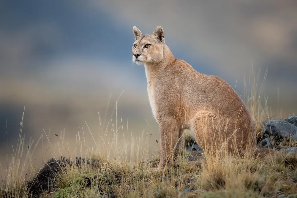 Pumas of Patagonia — Yuri Choufour