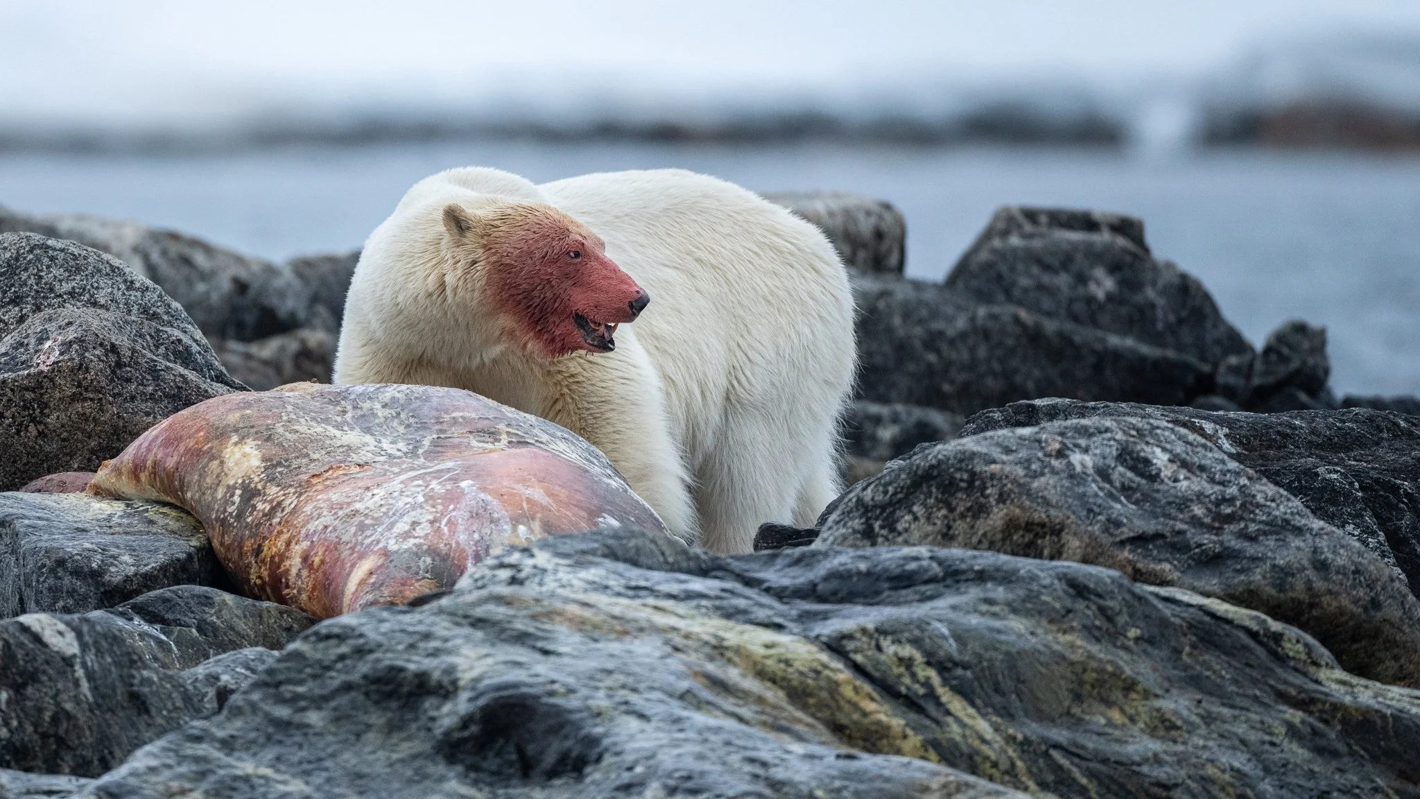 2023.05.27_Svalbard_ATE_YuriChoufour-07036.jpg